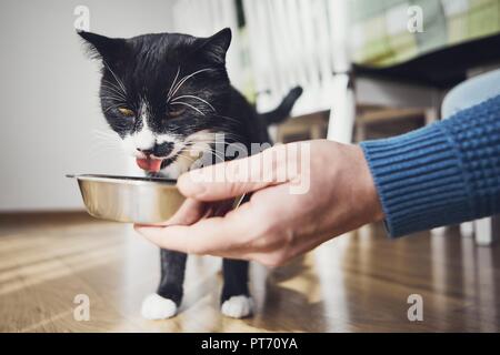 Propriétaire d'animal de compagnie holding bowl avec l'alimentation pour son chat affamé à la cuisine. Banque D'Images