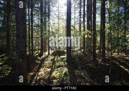 Belles couleurs d'automne dans les forêts et les lacs autour de la Suède rurale. Banque D'Images