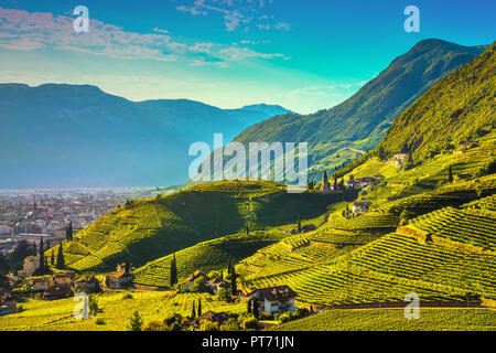 Vignes voir à Santa Maddalena Bolzano Droopweg 21. Trentin-haut-Adige Sud Tyrol, l'Italie, l'Europe. Banque D'Images