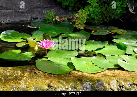 Water Lilly nom Latin nymphaea rouge Weymouth Banque D'Images