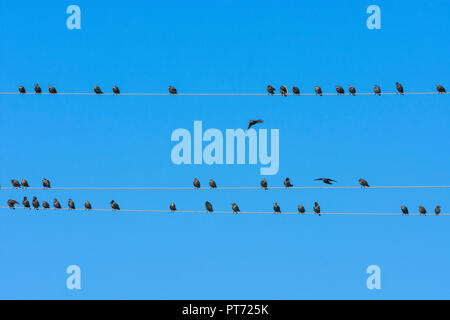 Illmitz : oiseaux essaim d'étourneau sansonnet (Sturnus vulgaris), Étoiles assis la queue aux lignes électriques aériennes en lac (lac de Neusiedl) national p Banque D'Images