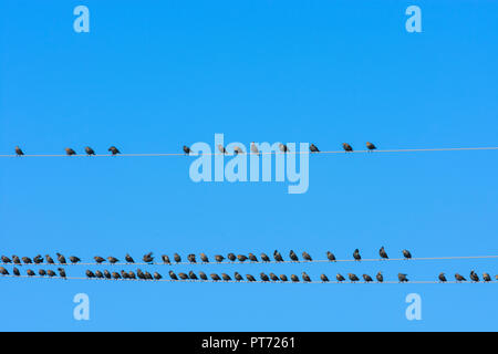 Illmitz : oiseaux essaim d'étourneau sansonnet (Sturnus vulgaris), Étoiles assis la queue aux lignes électriques aériennes en lac (lac de Neusiedl) national p Banque D'Images