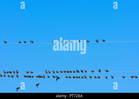 Illmitz : oiseaux essaim d'étourneau sansonnet (Sturnus vulgaris), Étoiles assis la queue aux lignes électriques aériennes en lac (lac de Neusiedl) national p Banque D'Images