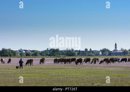 Illmitz : vaches, vacher, cowboy à meadow avec Aster, Aster de mer la mer, Strand-Aster (Tripolium pannonicum, Aster tripolium L., Salz-Aster, Panno Banque D'Images