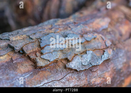 Gros plan sur une épaisse couche de rouille sur une chaîne d'alésage très robuste.Texture abstraite de métal rouillé.Pour la corrosion, le maillon faible, le point faible, la faiblesse. Banque D'Images