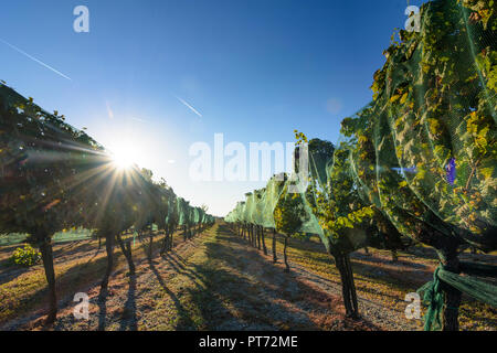 Illmitz : Vigne, vin couverts avec des filets de protection contre les oiseaux en lac (lac de Neusiedl) parc national, Burgenland, Autriche Banque D'Images