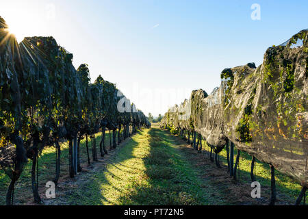 Illmitz : Vigne, vin couverts avec des filets de protection contre les oiseaux en lac (lac de Neusiedl) parc national, Burgenland, Autriche Banque D'Images