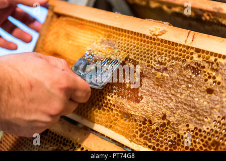 L'apiculture. L'apiculteur retire le couvercle de cire d'abeilles, préparer les images pour l'extraction du miel Banque D'Images