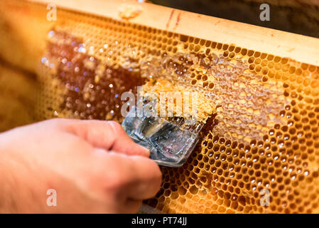 L'apiculture. L'apiculteur retire le couvercle de cire d'abeilles, préparer les images pour l'extraction du miel Banque D'Images