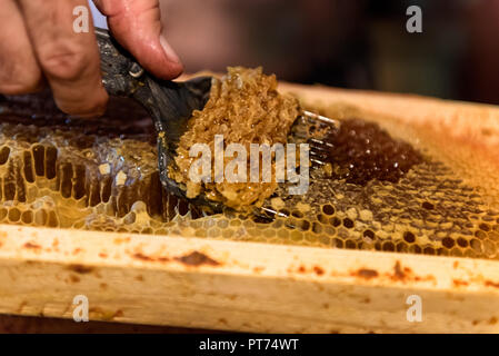 L'apiculture. L'apiculteur retire le couvercle de cire d'abeilles, préparer les images pour l'extraction du miel Banque D'Images