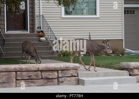 Le cerf mulet pâturage sur les pelouses résidentielles de Rawlins, Wyoming Banque D'Images