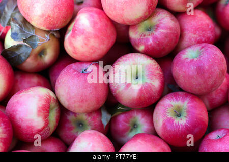 Honey Crisp pommes rouges fond de fruits frais du marché des aliments sains jusqu'à ff Banque D'Images
