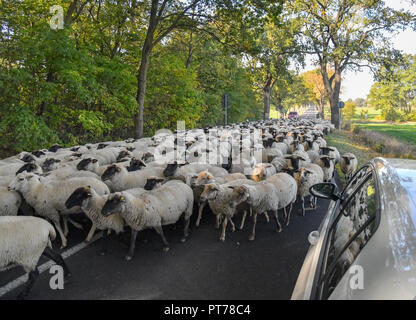 Steinhöfel, Brandebourg. 06 Oct, 2018. Un troupeau de moutons s'étend le long de la B5, et le berger utilisé la route pour déplacer ses animaux d'un autre pâturage. Crédit : Patrick Pleul/dpa-Zentralbild/ZB/dpa/Alamy Live News Banque D'Images