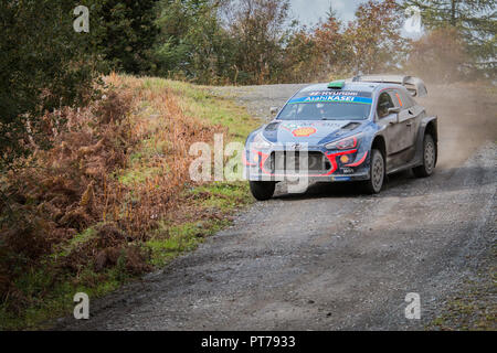 Dyfnant, UK. 6 octobre 2018. La Hyundai i20 WRC de Hayden Padden (Nouvelle-Zélande) à la vitesse sur le gravier les routes forestières formant stade 14 de la 2018 Wales Rally de Grande-Bretagne, à travers l'Dyfnant forêt près de Welshpool, Powys, Pays de Galles : Mike Hillman/Alamy Live News Banque D'Images