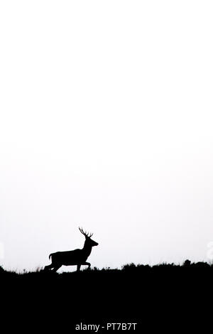 Sheffield, UK, 7 Oct 2018. Il y a 1 à 200 red deer sur Big Moor, avec des dizaines de grands cerfs en compétition pour le droit de s'accoupler. Ce jeune homme était continuellement trotting après une seule femme mais je n'ai pas rate ses chances. Credit : Kathryn Cooper/Alamy Live News Banque D'Images