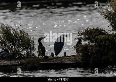 7 octobre 2018 d'Oakham ; UK Weather : migration d'automne à Rutland Water nature réserver vols d'oiseaux profitez d'éclaircies et les vents frisquets.Clifford Norton Alamy Live News. Banque D'Images