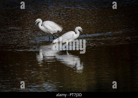 7 octobre 2018 d'Oakham ; UK Weather : migration d'automne à Rutland Water nature réserver vols d'oiseaux profitez d'éclaircies et les vents frisquets.Clifford Norton Alamy Live News. Banque D'Images