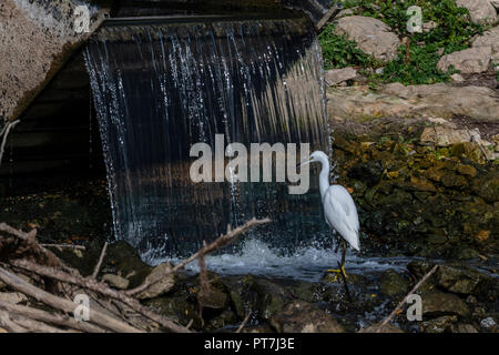 7 octobre 2018 d'Oakham ; UK Weather : migration d'automne à Rutland Water nature réserver vols d'oiseaux profitez d'éclaircies et les vents frisquets.Clifford Norton Alamy Live News. Banque D'Images