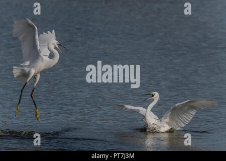 7 octobre 2018 d'Oakham ; UK Weather : migration d'automne à Rutland Water nature réserver vols d'oiseaux profitez d'éclaircies et les vents frisquets.Clifford Norton Alamy Live News. Banque D'Images