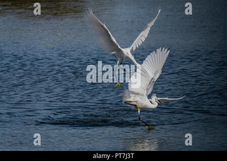 7 octobre 2018 d'Oakham ; UK Weather : migration d'automne à Rutland Water nature réserver vols d'oiseaux profitez d'éclaircies et les vents frisquets.Clifford Norton Alamy Live News. Banque D'Images