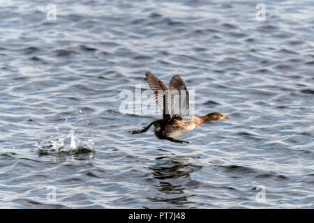 7 octobre 2018 d'Oakham ; UK Weather : migration d'automne à Rutland Water nature réserver vols d'oiseaux profitez d'éclaircies et les vents frisquets.Clifford Norton Alamy Live News. Banque D'Images