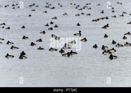 7 octobre 2018 d'Oakham ; UK Weather : migration d'automne à Rutland Water nature réserver vols d'oiseaux profitez d'éclaircies et les vents frisquets.Clifford Norton Alamy Live News. Banque D'Images