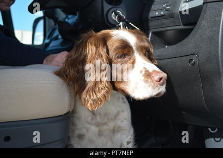 Close up de marron et blanc English springer spaniel assis dans la cave d'un camping à l'écart re animaux assis l'obéissance Banque D'Images