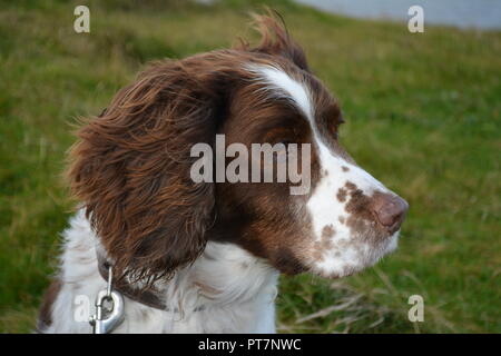 Close up de marron et blanc English Springer Spaniels tête posée sur l'herbe à la recherche de l'appareil photo dans la distance re animaux assis l'obéissance Banque D'Images