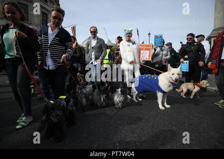 Les propriétaires de chiens et animaux de prendre part à la 'Wooferendum' Mars dans le centre de Londres à la demande d'un nouveau référendum Brexit. Banque D'Images