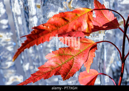 Close-up d'un les feuilles d'automne et de glaçons de l'Acer negundo arbre. Également connu sous le nom de box elder, boxelder érable, frêne, érable à feuilles de frêne et d'érable Banque D'Images