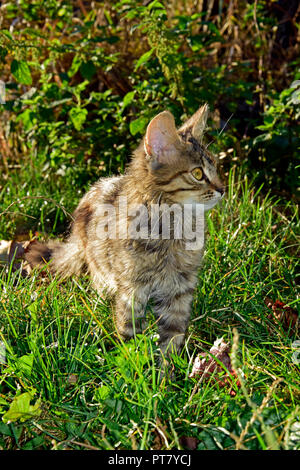 Fluffy, gris tabby kitten set pour la chasse, le comité permanent de l'herbe verte et d'exploration dans l'observation, le niveau du sol vue rapprochée Banque D'Images