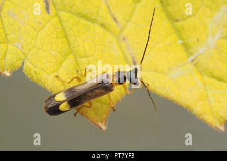 Vue dorsale d'Malthodes ou Malthinus sp Soldat Beetle. Tipperary, Irlande Banque D'Images