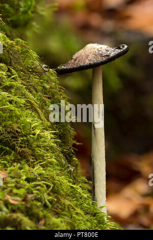 Shaggy Inkcap mushroom (Coprinus comatus) à un stade avancé. Tipperary, Irlande Banque D'Images