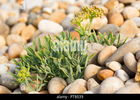 Rock-salicornes, Crithmum maritimum, bardeau de plus en plus derrière Chesil Beach près de l'Île de Portland. Dorset England UK GB. Banque D'Images