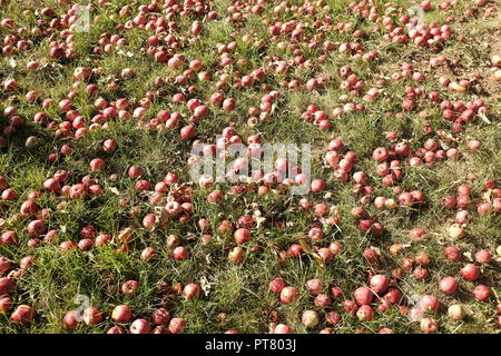 Automne fond - tombé pommes rouges sur l'herbe verte du terrain dans le jardin. Pommes rouges fraîches tombées dans l'herbe Banque D'Images