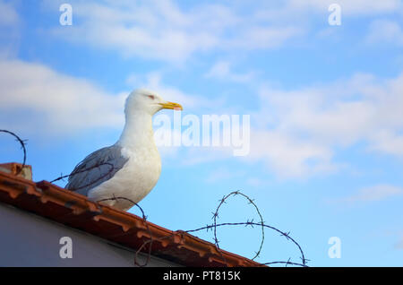 Une mouette se repose sur le toit derrière les barbelés contre un ciel bleu. Banque D'Images