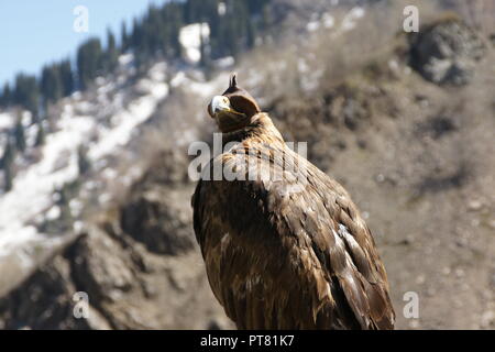 Brown eagle chasse à Almaty dans les montagnes de medeo Masque Yeux Banque D'Images