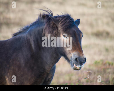 Poney Exmoor Banque D'Images