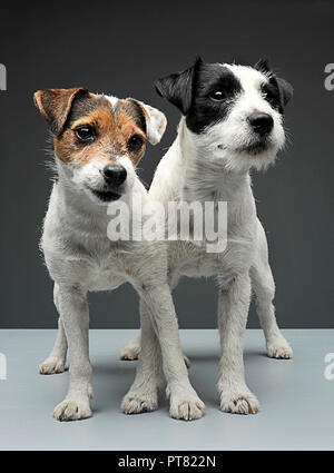 Deux Parson Russell Terriers d'un séjour à croiser les jambes dans le gris photo studio Banque D'Images