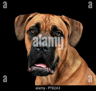 Beau chiot Cane Corso portrait dans un fond noir photo Banque D'Images