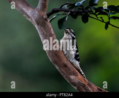 Pic mineur assis sur un membre de l'arbre. Banque D'Images