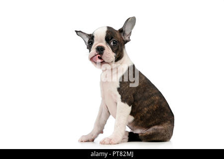 Chiot Boston terrier dans un studio photo blanc Banque D'Images