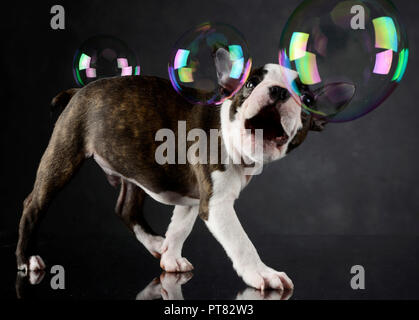 Boston Terrier chiot joue avec bulles dans photo studio Banque D'Images