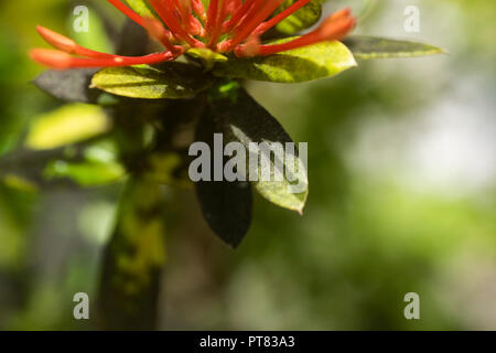 La fumagine noire sur les feuilles d'un Ixora chinensis leaf Banque D'Images