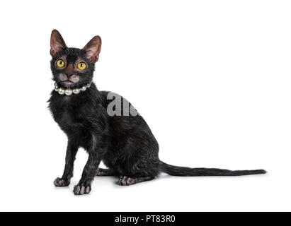 Lykoi noir adorable chaton cat girl sitting côté portant un collier de perles / perles jusqu'à la avec les yeux jaune vif, isolated on white background Banque D'Images