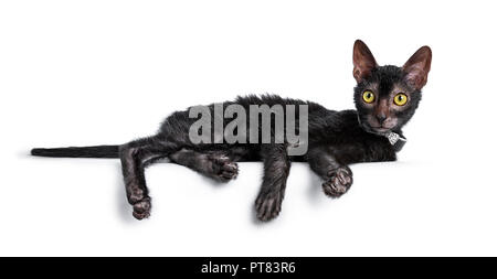 Lykoi noir adorable chaton cat girl laying côté portant un nœud papillon noir avec des diaments / collier à la ligne droite à l'heure avec le jaune vif ey Banque D'Images