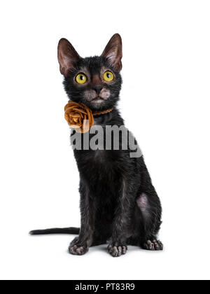 Adorable chaton noir chat Lykoi fille assise Vue de face portant une fleur de cuir brun / collier rose jusqu'à la avec les yeux jaune vif, isolé sur Banque D'Images