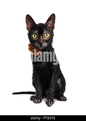 Adorable chaton noir chat Lykoi fille assise Vue de face portant une fleur de cuir brun / rose collier à tout droit à l'appareil photo avec le jaune vif e Banque D'Images