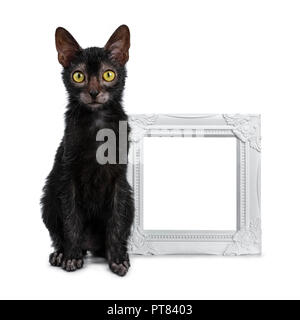 Lykoi noir adorable chaton chat assis à côté de fille cadre photo Blanc vide à la caméra à droite avec les yeux jaune vif, isolé sur blanc retour Banque D'Images