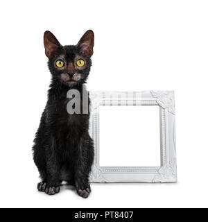 Lykoi noir adorable chaton chat assis à côté de fille cadre photo Blanc vide à côté avec les yeux jaune vif, isolé sur fond blanc Banque D'Images